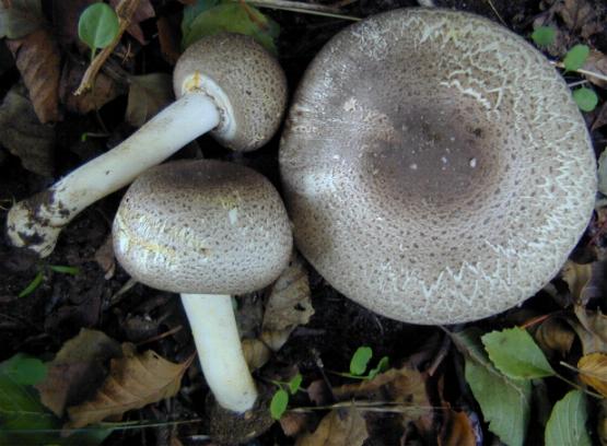 Agaricus praeclaresquamosus - Φωτογραφία: Άγγελος Παπαδημητρίου