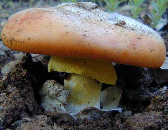 Amanita caesarea - Photo by Angelos Papadimitriou