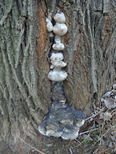 Phellinus igniarius - :  